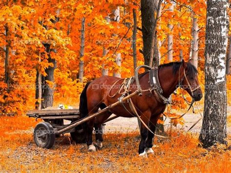 Pin By Gocreatetoday On Draft Horses Horses Fall Season Pictures
