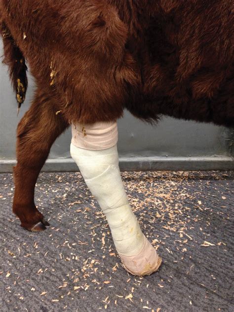Fixing Fractures In Cattle Is Doable Grainews