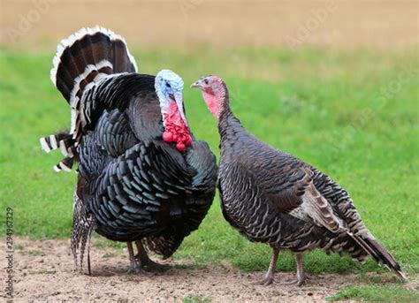 Gobbler Male And Female Turkeys On Farm A Couple Of Home Birds You