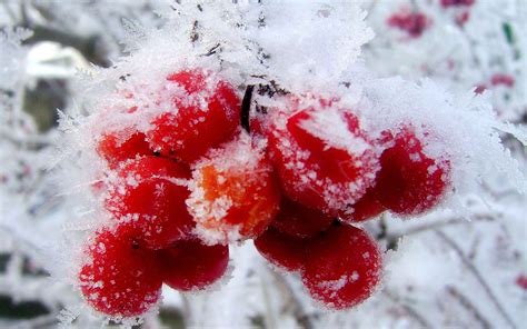 Nature Winter First Snow Red Berries Fruits Cranberry Wallpapers