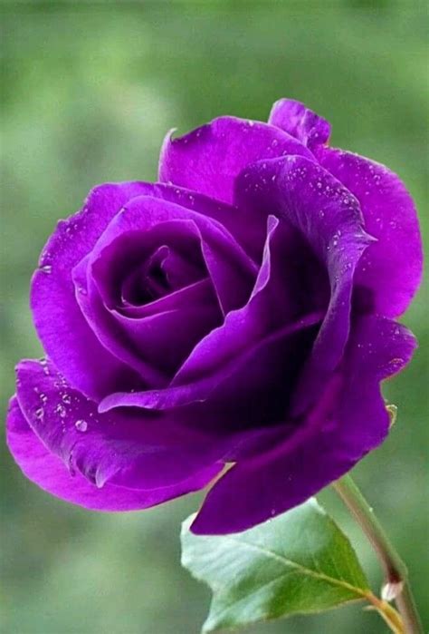 Pin By Kobby Santana On 1 A File General Beautiful Rose Flowers