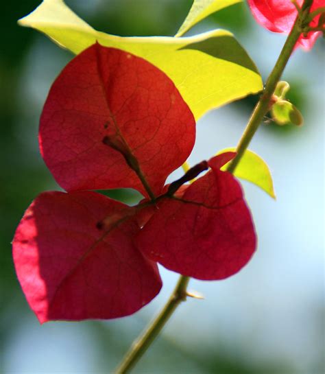 Red Flowering Tree Bouganvilla Bougainvillea Los Angeles Flickr