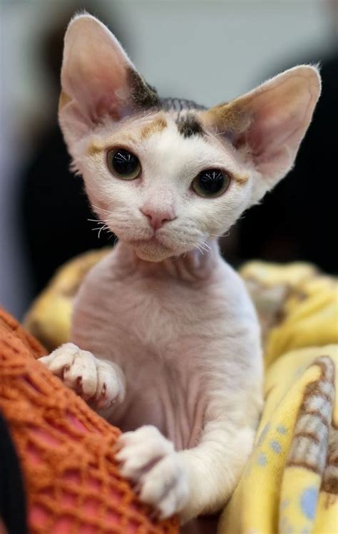Top Cutest Cat Breeds In The World Catvills Artofit