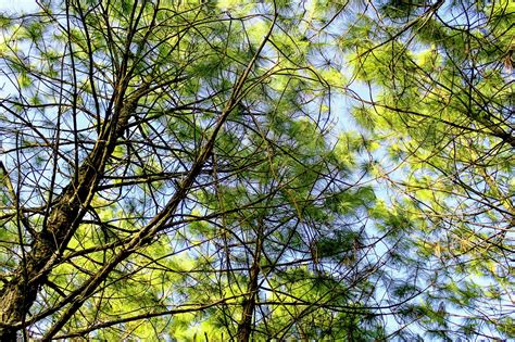 Pine Forest Loei Thailand Free Stock Photo Public Domain Pictures