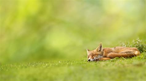デスクトップ壁紙 風景 被写界深度 自然 睡眠 フィールド 緑 野生動物 狐 哺乳動物 草原 動物相 芝生 脊椎