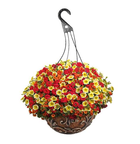 Proven Winners Hanging Basket Annuals At