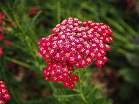14 Best Red Perennials For Your Garden Garden Lovers Club
