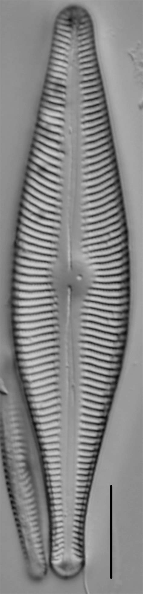 Image Septa003 Species Diatoms Of North America