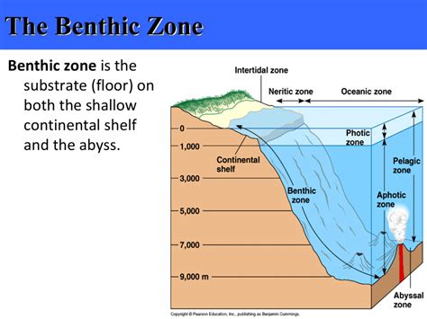 The Benthic Zone