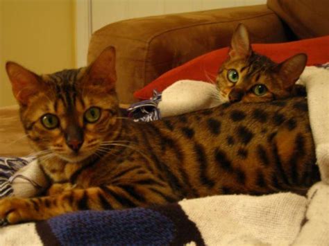 Home about us bengal info kitten info our clients studs queens available blog shopping contact. 2 Bengal Cats for Adoption for Sale in Raleigh, North ...