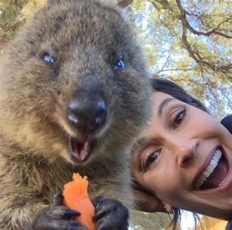 Is the quokka the happiest animal? US star shares her quokka love with the world | The West ...