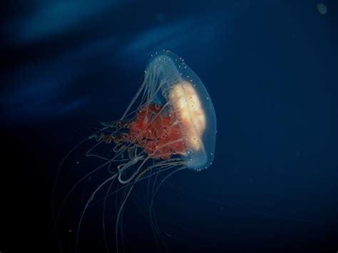Antarctic Photo Library Photo Details Jellyfish