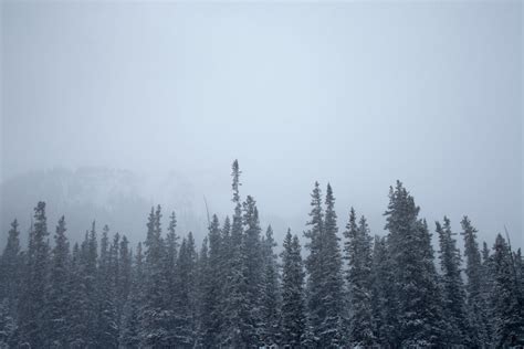 Fog Above Snow Covered Trees Stock Image Everypixel