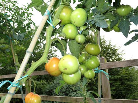 Condiciones Ideales Para El Cultivo De Tomates