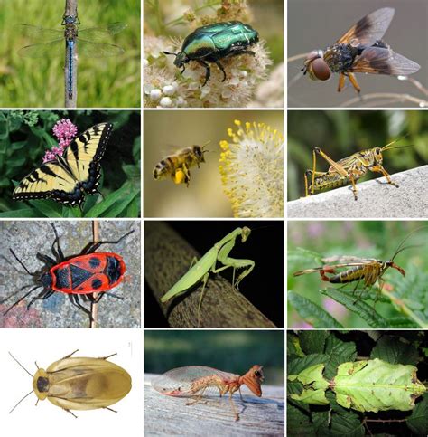 Les Noms Des Insectes
