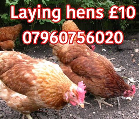 laying hens chickens for sale in hull humberside preloved