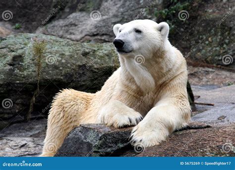 Beautiful Polar Bear Stock Image Image Of Rocky Winter 5675269