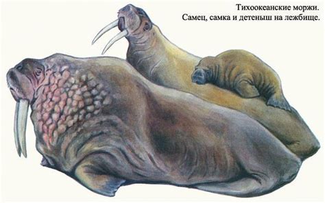 Cape Kozhevnikova The Worlds Largest Coastal Lezhbische Pacific Walrus