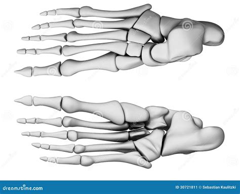 Pie Esquelético Stock De Ilustración Ilustración De Tarsal 30721811