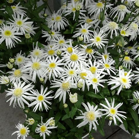 Leucanthemum X Superbum Carpet Angel Daisy® White Flower Farm