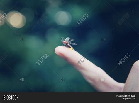 Firefly On Childs Image And Photo Free Trial Bigstock