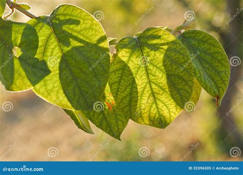 Fruit Tree Leaves Stock Image Image Of Saturated Plant 33396505