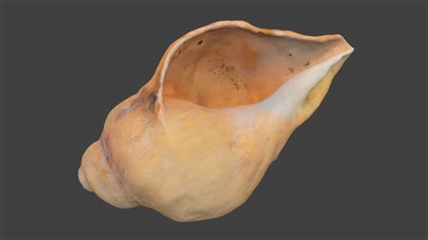 3d Model Pointed Spiral Seashell Photoscan Cgtrader