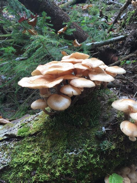 Hongos De Quebec Can Cool Plants Stuffed Mushrooms Mushroom Fungi