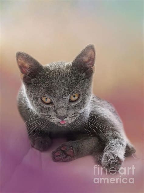 Tiny Chartreux Kitten By Elisabeth Lucas Chartreux Kittens Chartreux