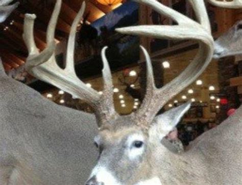 Vermonts Biggest Buck In 26 Years Big Deer