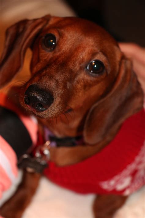 Christmas Sweater Red Short Haired Dachshund Doxie Weiner Dog Hound