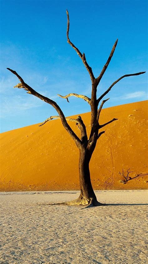 One Big Dry Tree Tap To See More Nature Landscape Iphone Wallpapers