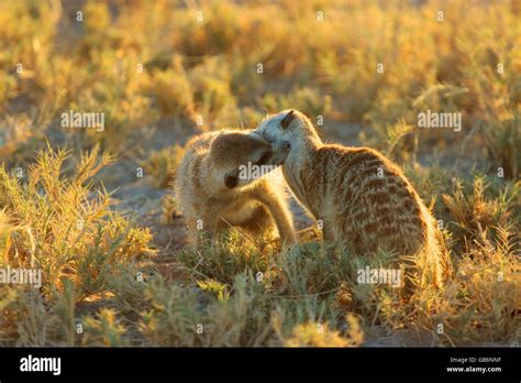 Meerkats Playing In South Africabotswana Stock Photo Alamy