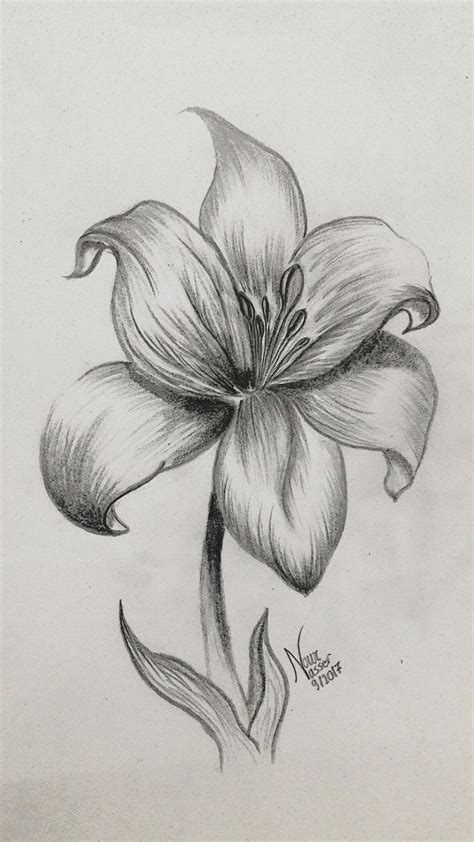 Pencil Drawing Lily Easy Pencil Drawings Nature Sketches Pencil