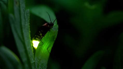 All About Fireflies