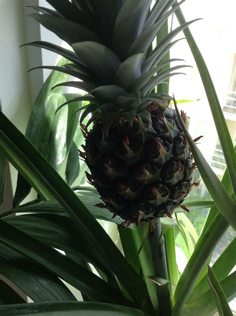 Another Pineapple Movie Or How To Grow Your Own Pineapples At Home