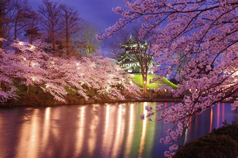 Takada Park Review Beautiful Night Cherry Blossom View Admired As One