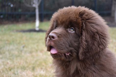 Free Photo Adorable Purebred Brown Newfie Puppy Dog On The Waters Edge