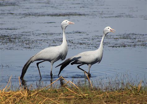 The Blue Crane South Africas National Bird Nambiti Game Reserve