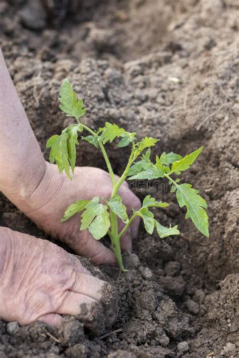 A Person Plants A Young Tomato Plant Stock Image Image Of Growing
