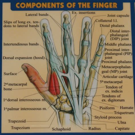 Tendon Diagram Hand Ligaments Tendons And Nerves Of The Wrist