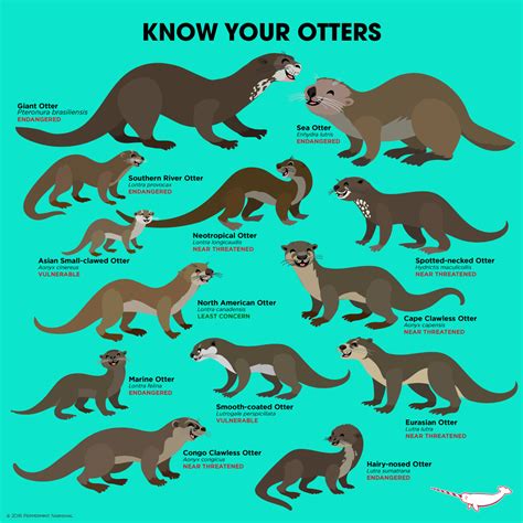 KNOW YOUR OTTERS There are... - Peppermint Narwhal Creative