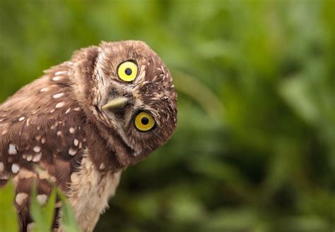 Did You Know That Owls Can Rotate Their Heads 360 Degrees Check Out
