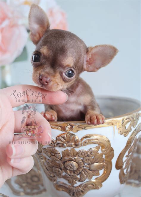 Pure bred puppies for sale from registered breeders located in australia and new zealand. Teacup Chihuahua Puppies South Florida | Teacups, Puppies ...