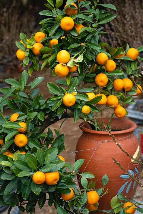 Owari Satsuma For Sale Buying And Growing Guide
