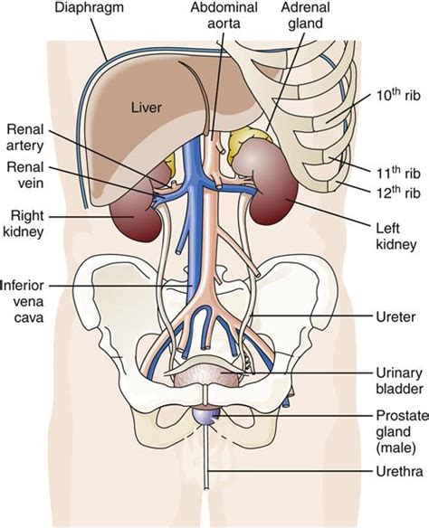 Each bears a small but crucial cap of endocrine tissue called the adrenal gland, which produce the. Are The Kidneys Located Inside Of The Rib Cage : Internal Anatomy of Human Ribcage showing Lungs ...