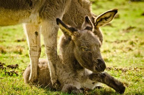 Portrait Of A Adorable Grey Donkey Foal Laying In The Grass Near To Its