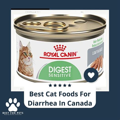 12 Best Cat Foods For Diarrhea In Canada Bestforpets