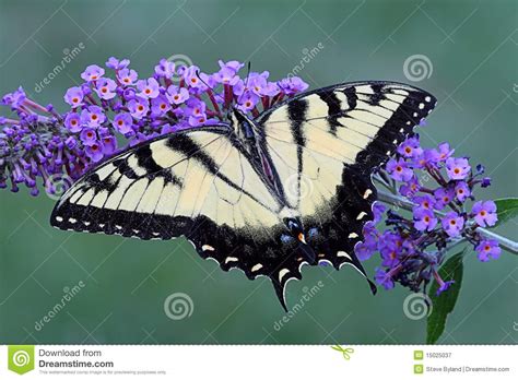 Farfalla Di Swallowtail Della Tigre Glaucas Di Papilio Immagine Stock