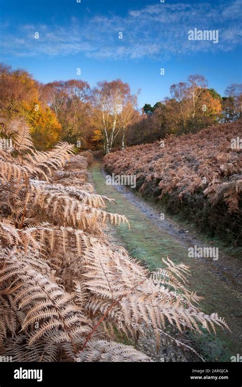 Hagg Wood Yorkshire Hi Res Stock Photography And Images Alamy